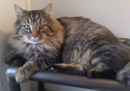 Enlarge George, an adopted mixed breed in Libby, MT image 1/4