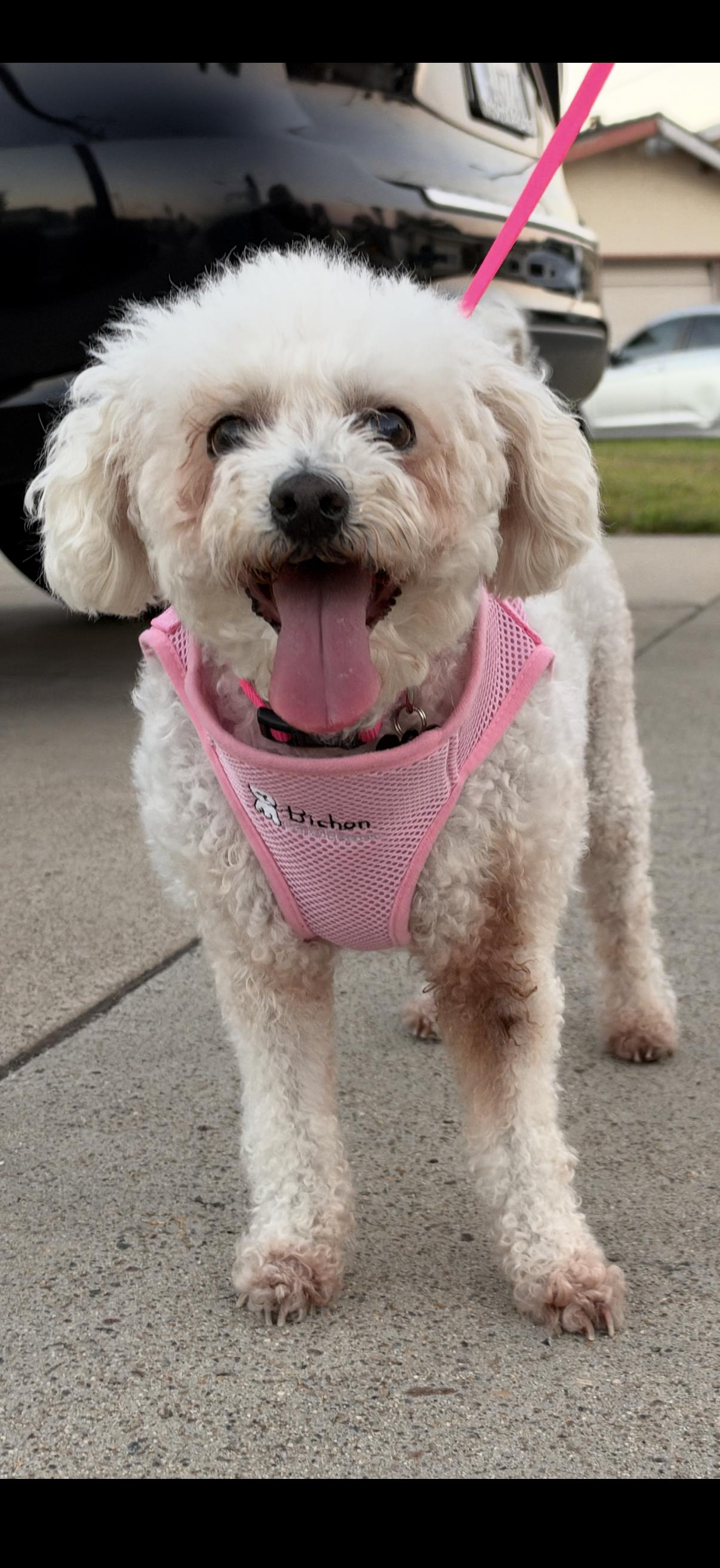 Enlarge Magnificent and Marvelous Maddie, a Adoptable Bichon Frise in Carlsbad, CA image 1/3