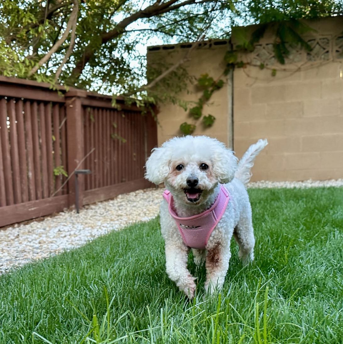 Enlarge Magnificent and Marvelous Maddie, a Adoptable Bichon Frise in Carlsbad, CA image 3/3