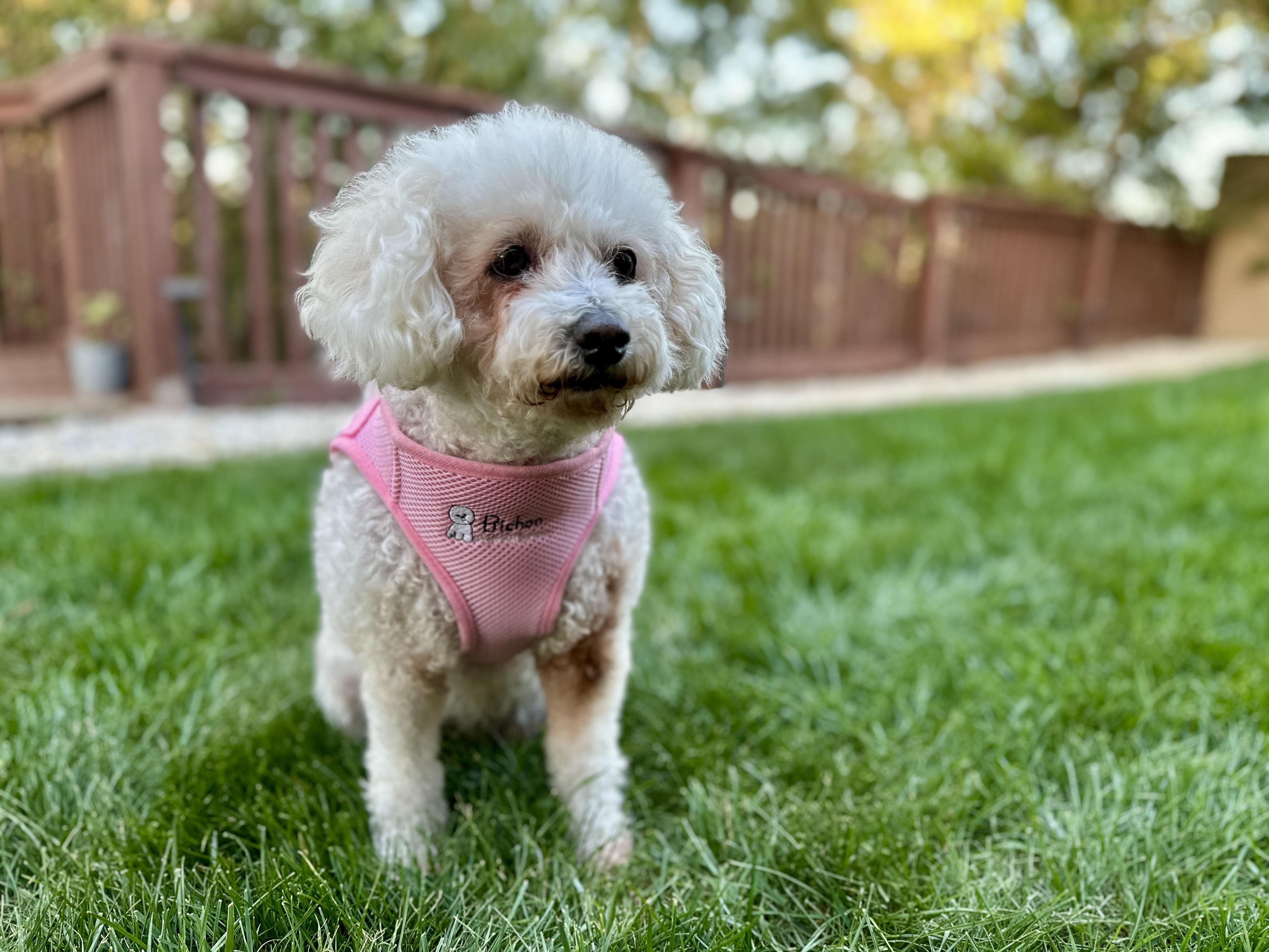 Enlarge Magnificent and Marvelous Maddie, a Adoptable Bichon Frise in Carlsbad, CA image 2/3