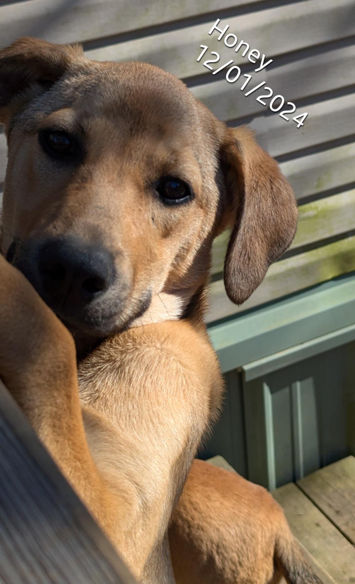 Honey, Baby Female Hound