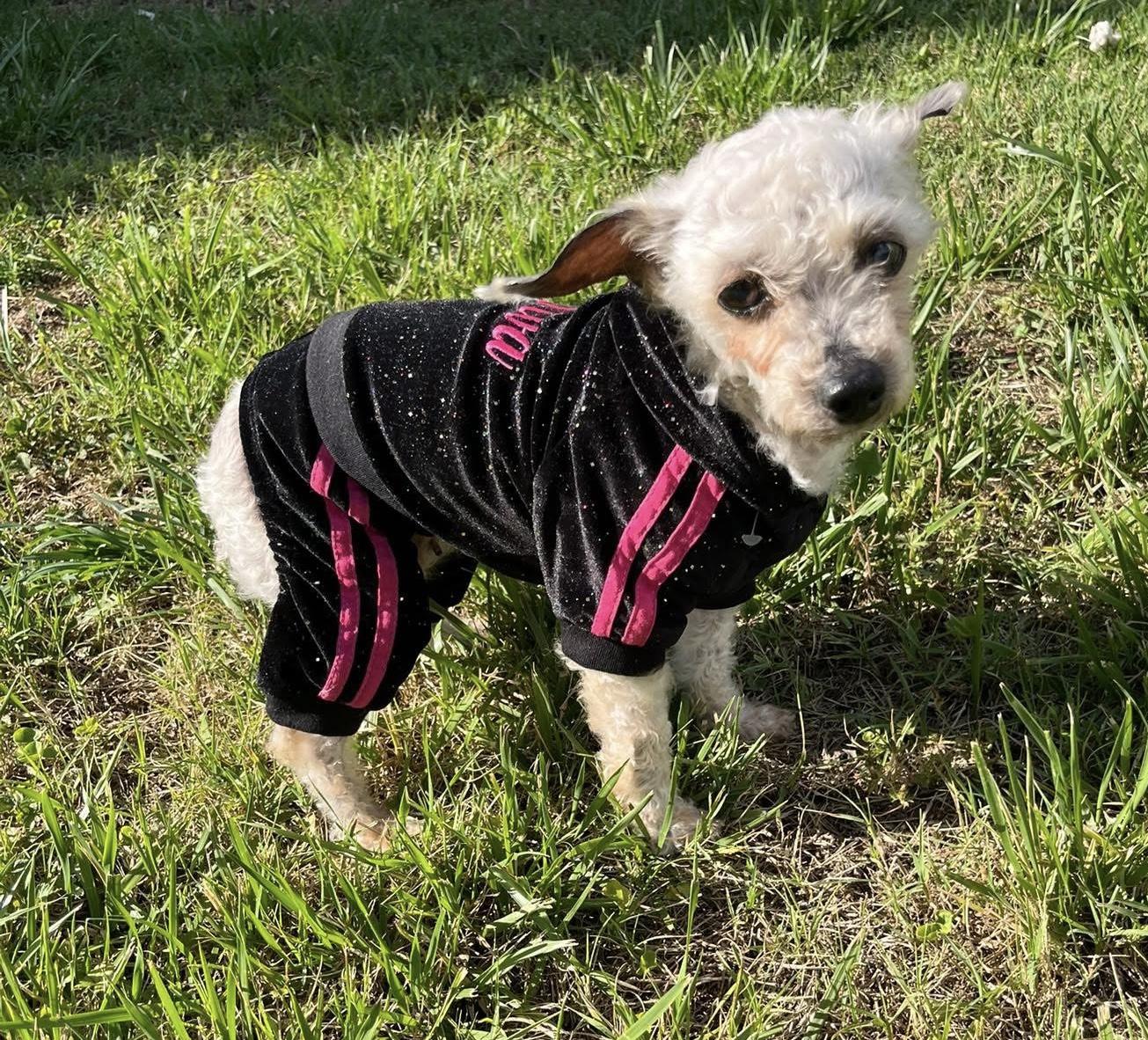 Enlarge Remington, a ADOPTABLE Miniature Poodle in Suffolk, VA image 1/2