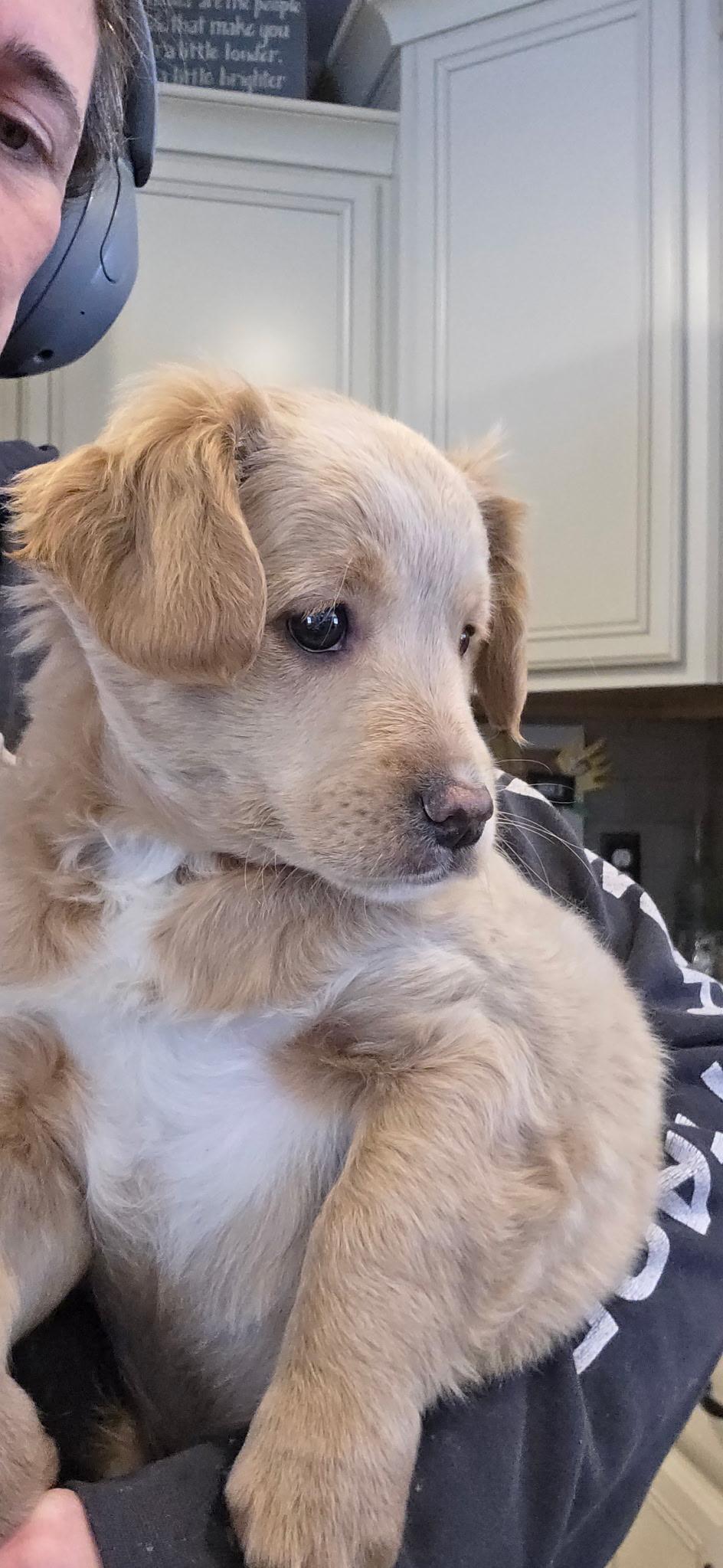 Harrison, ADOPTABLE, Puppy Male Goldendoodle & Golden Retriever.