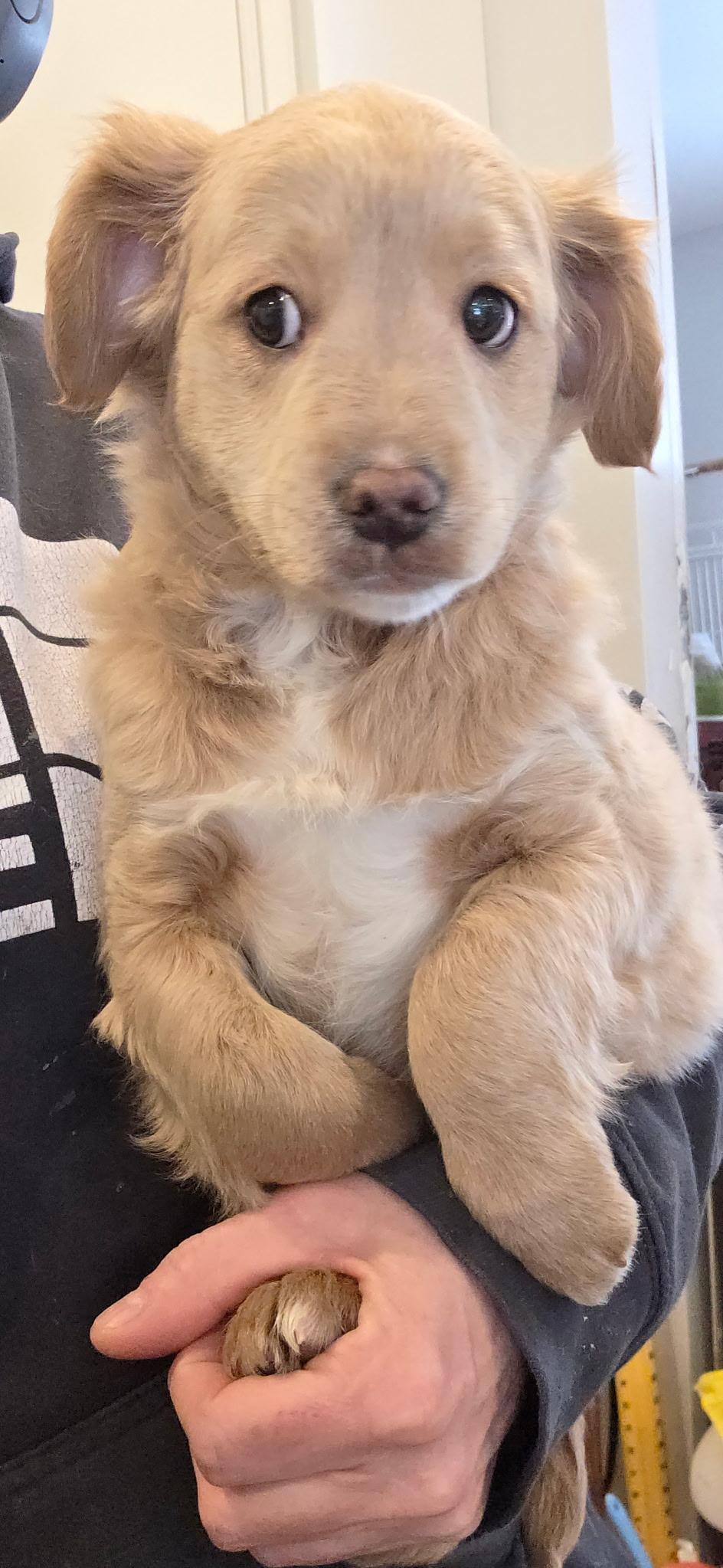 Enlarge Harrison, a ADOPTABLE mixed breed in Kimball, MI image 3/3