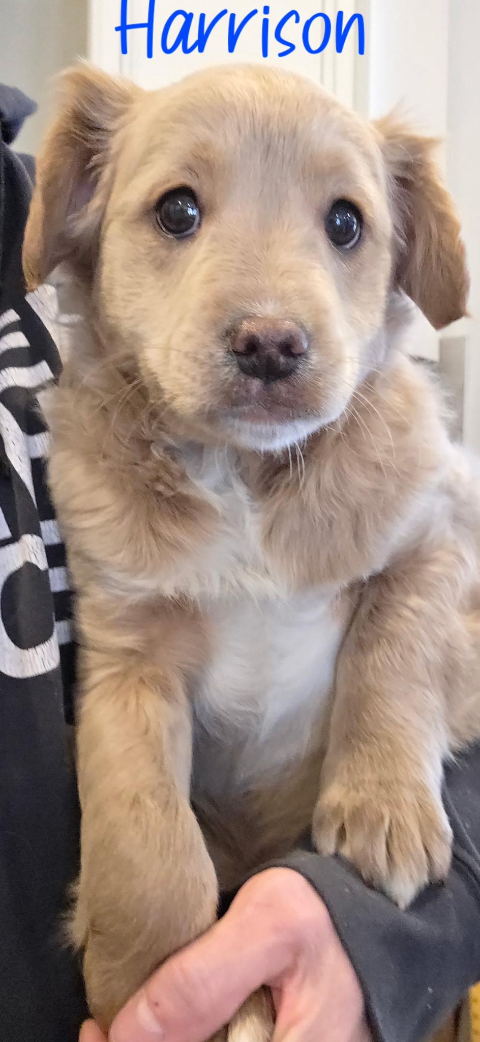 Enlarge Harrison, a ADOPTABLE mixed breed in Kimball, MI image 2/3