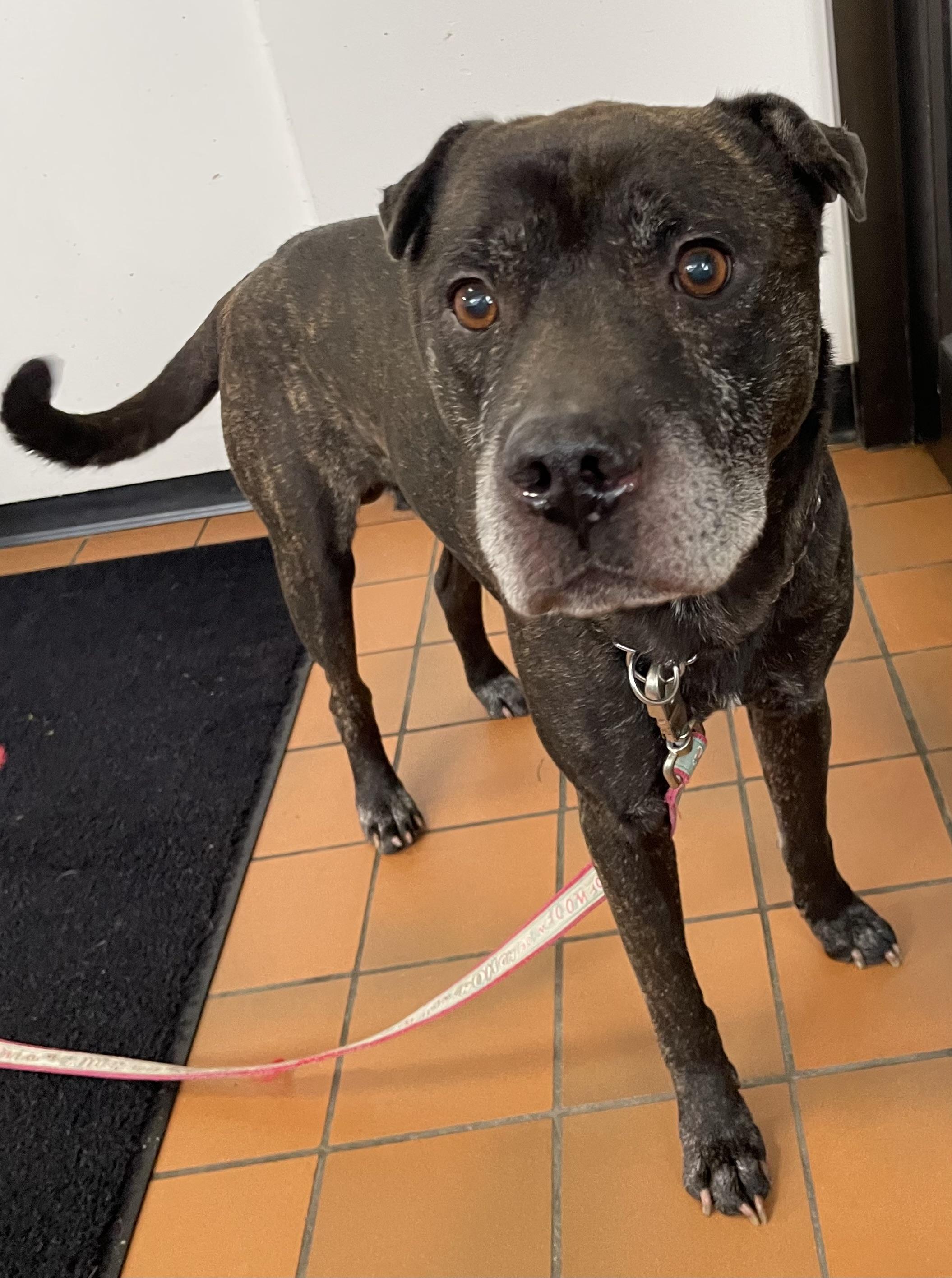 Enlarge Finley ADOPTED, a Adopted mixed breed in Canton, OH image 3/4
