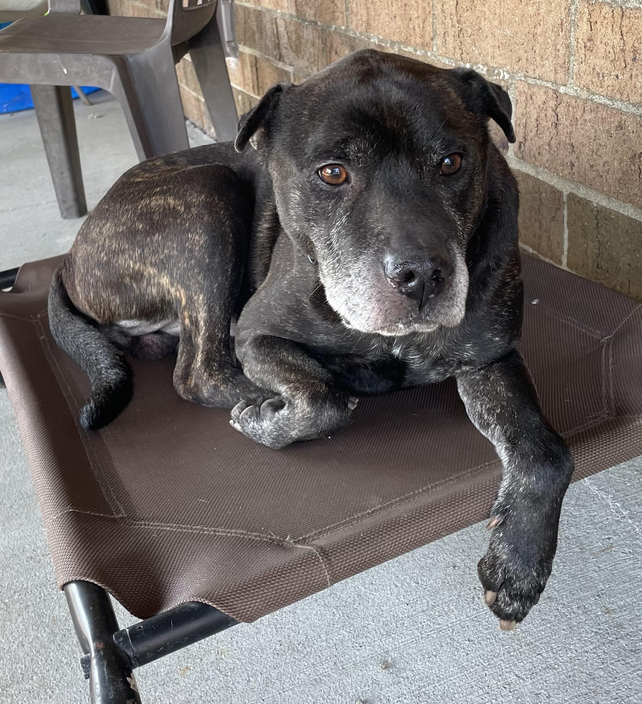 Enlarge Finley ADOPTED, a Adopted mixed breed in Canton, OH image 4/4