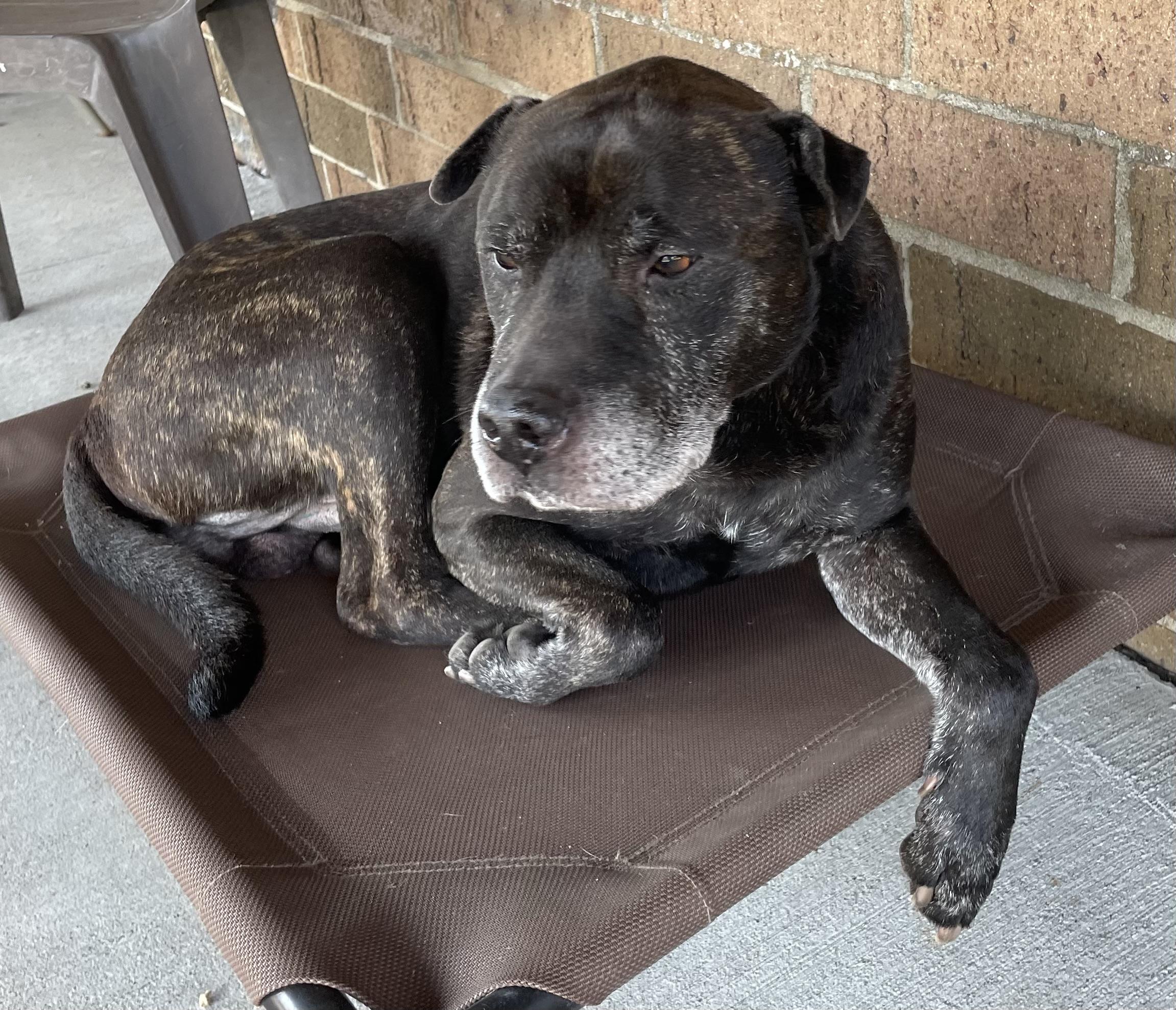 Enlarge Finley ADOPTED, a Adopted mixed breed in Canton, OH image 2/4