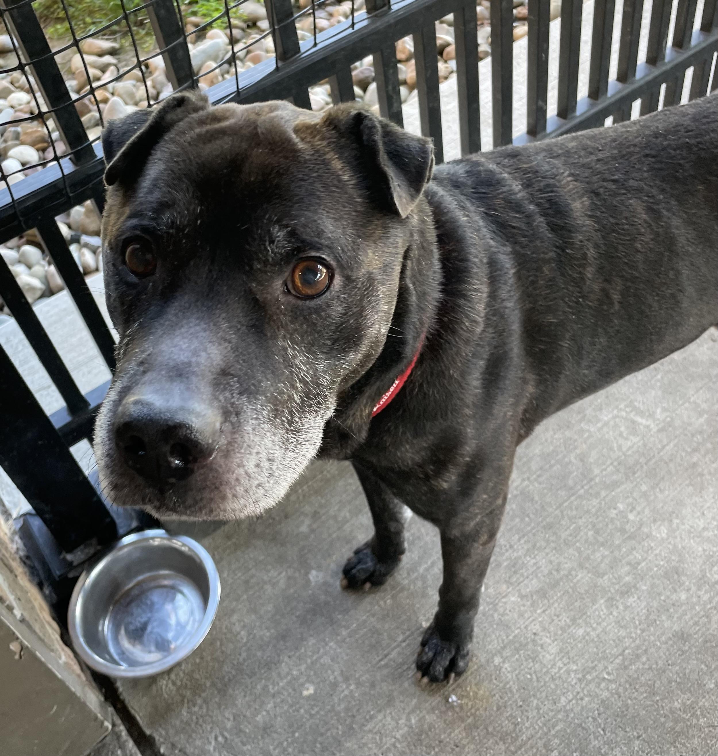 Finley ADOPTED, Adopted, Senior Male Shar-Pei.