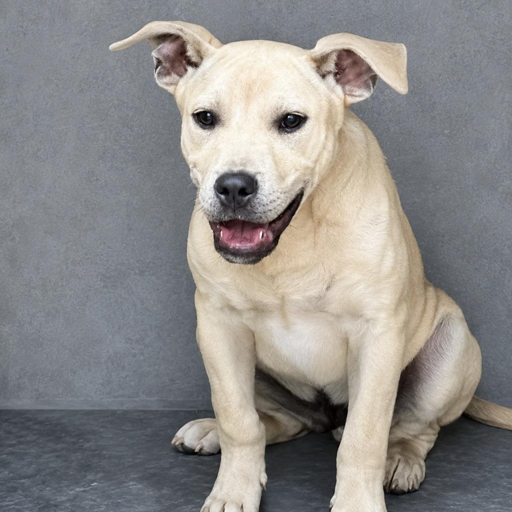 Willis, Adoptable, Puppy Male Terrier.