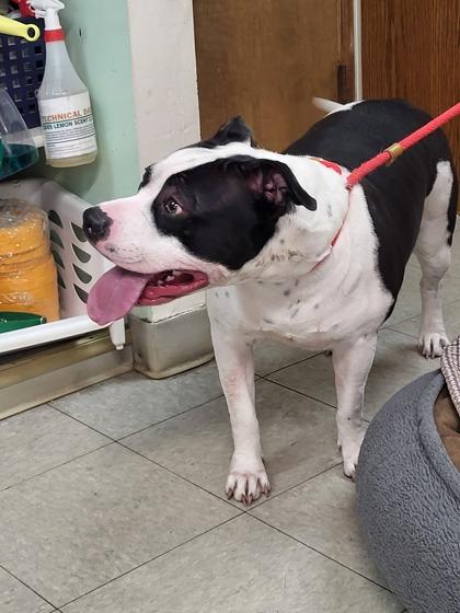 Enlarge Macintosh, a Adoptable mixed breed in Hobart, IN image 1/3