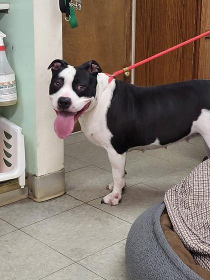 Enlarge Macintosh, a Adoptable mixed breed in Hobart, IN image 2/3