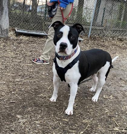 Enlarge Macintosh, a Adoptable mixed breed in Hobart, IN image 1/3