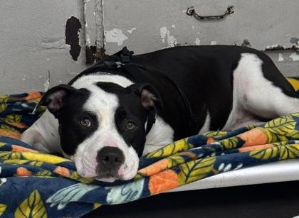 Enlarge Macintosh, a Adoptable mixed breed in Hobart, IN image 3/3