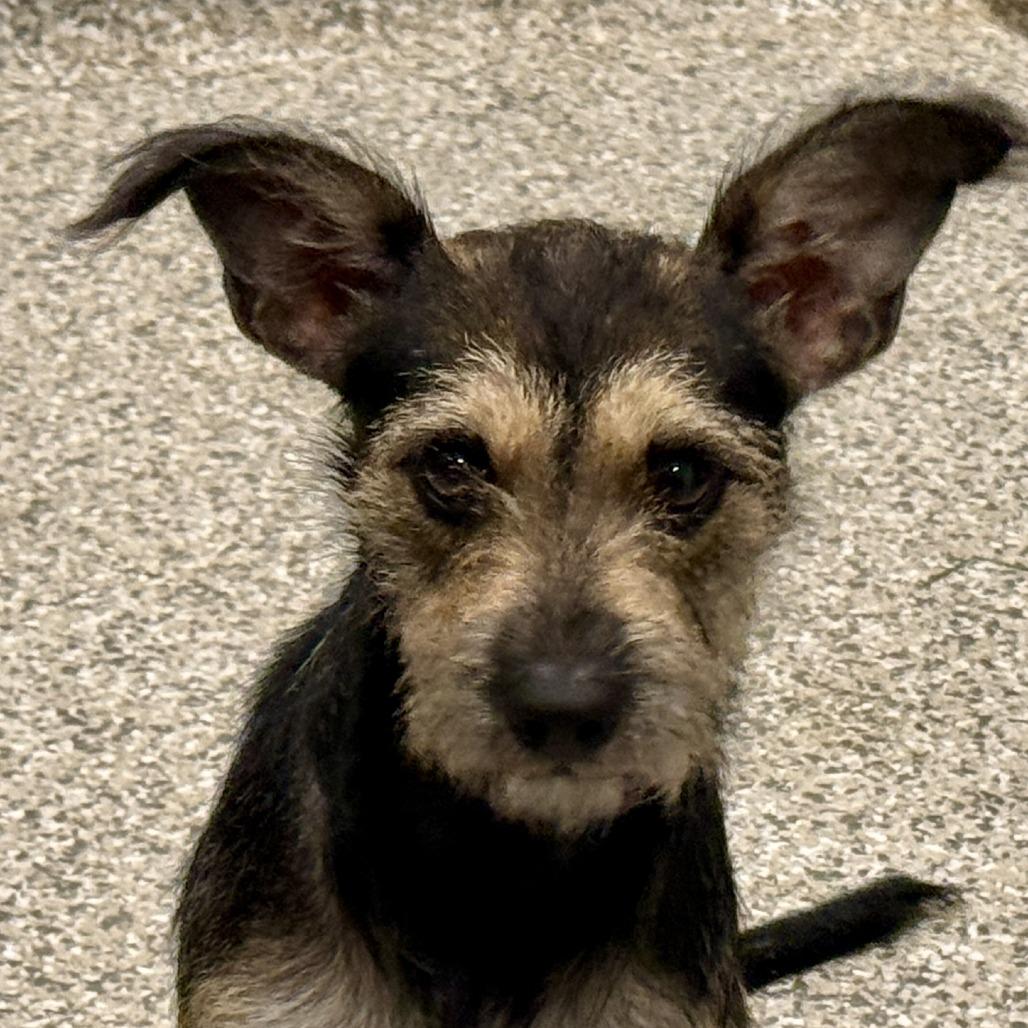 Enlarge Haven, a Adopted Terrier in Austin, TX image 2/3