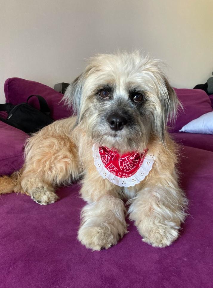 Whiskey, ADOPTABLE, Adult Female Maltese.