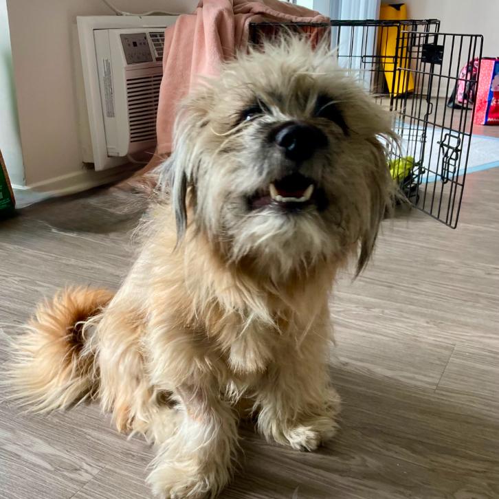 Enlarge Whiskey, a ADOPTABLE Maltese in Los Angeles, CA image 2/2