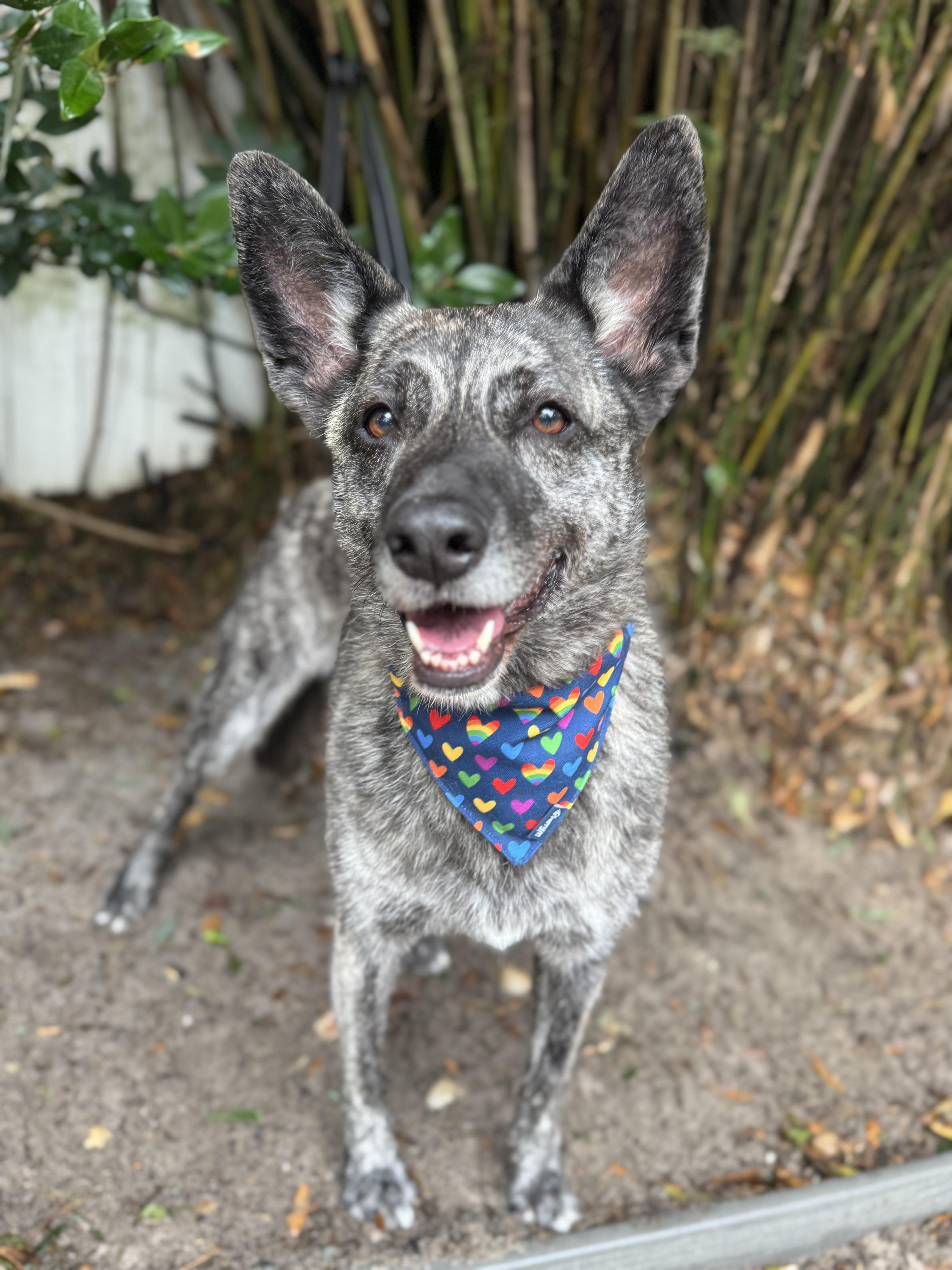 Enlarge Melody , an adopted mixed breed in Navarre, FL image 3/3