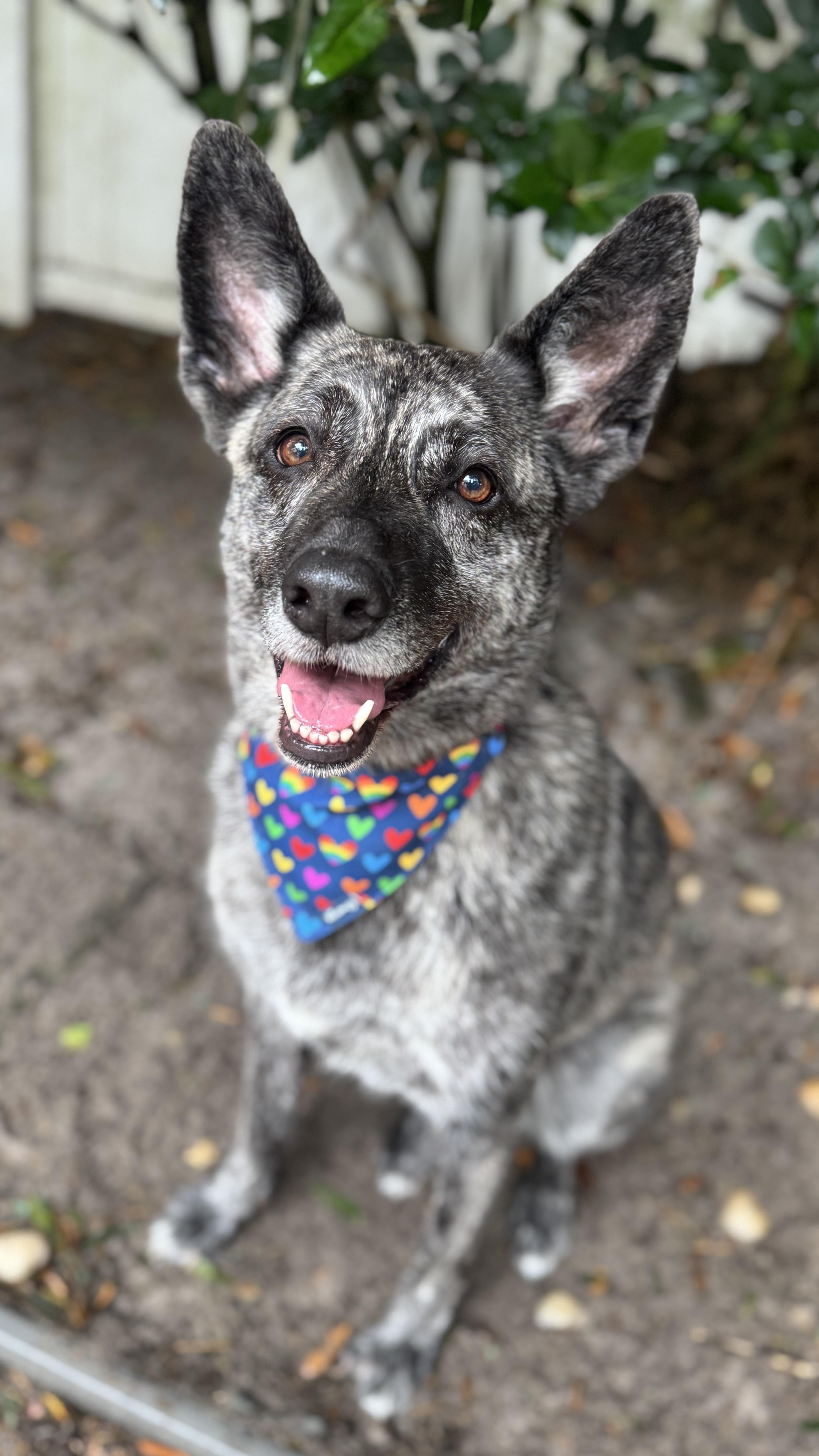 Melody , adopted, Adult Female Dutch Shepherd.
