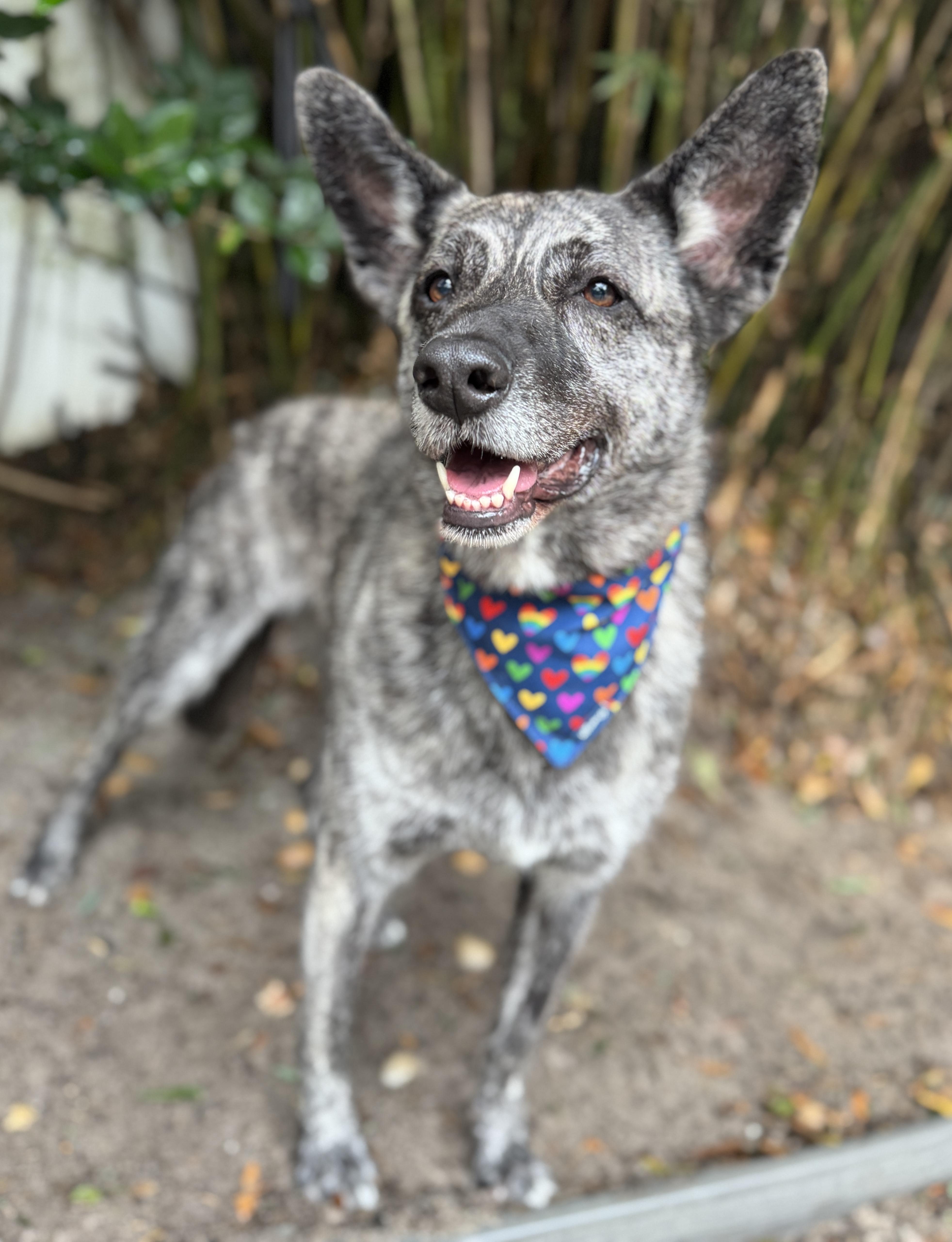 Enlarge Melody , an adopted mixed breed in Navarre, FL image 2/3