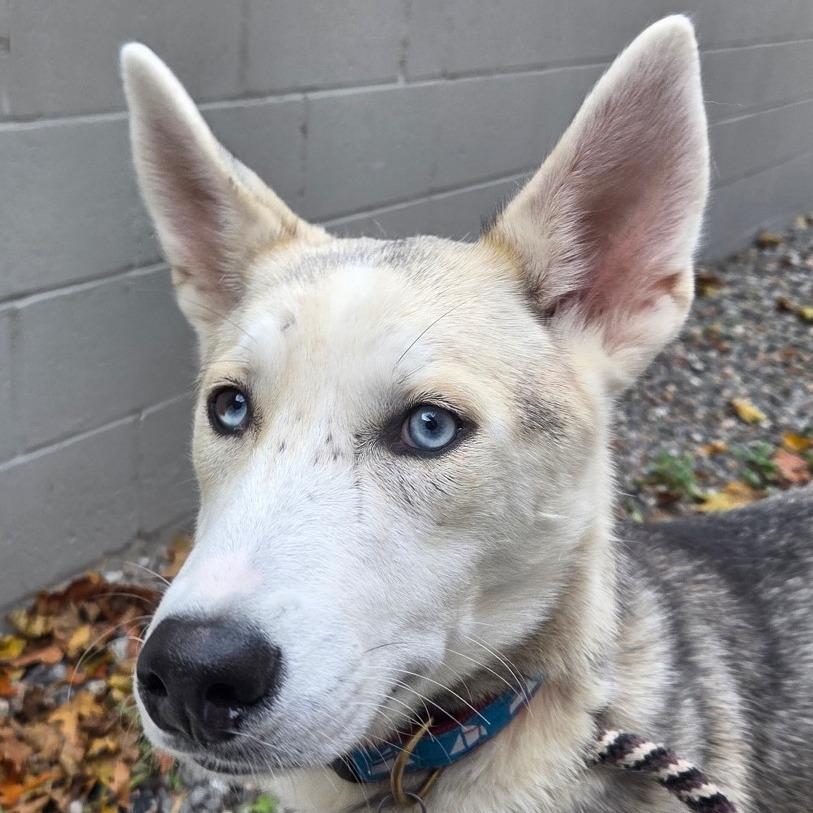 Enlarge Wolfie, a Adoptable mixed breed in Kennebunk, ME image 1/6