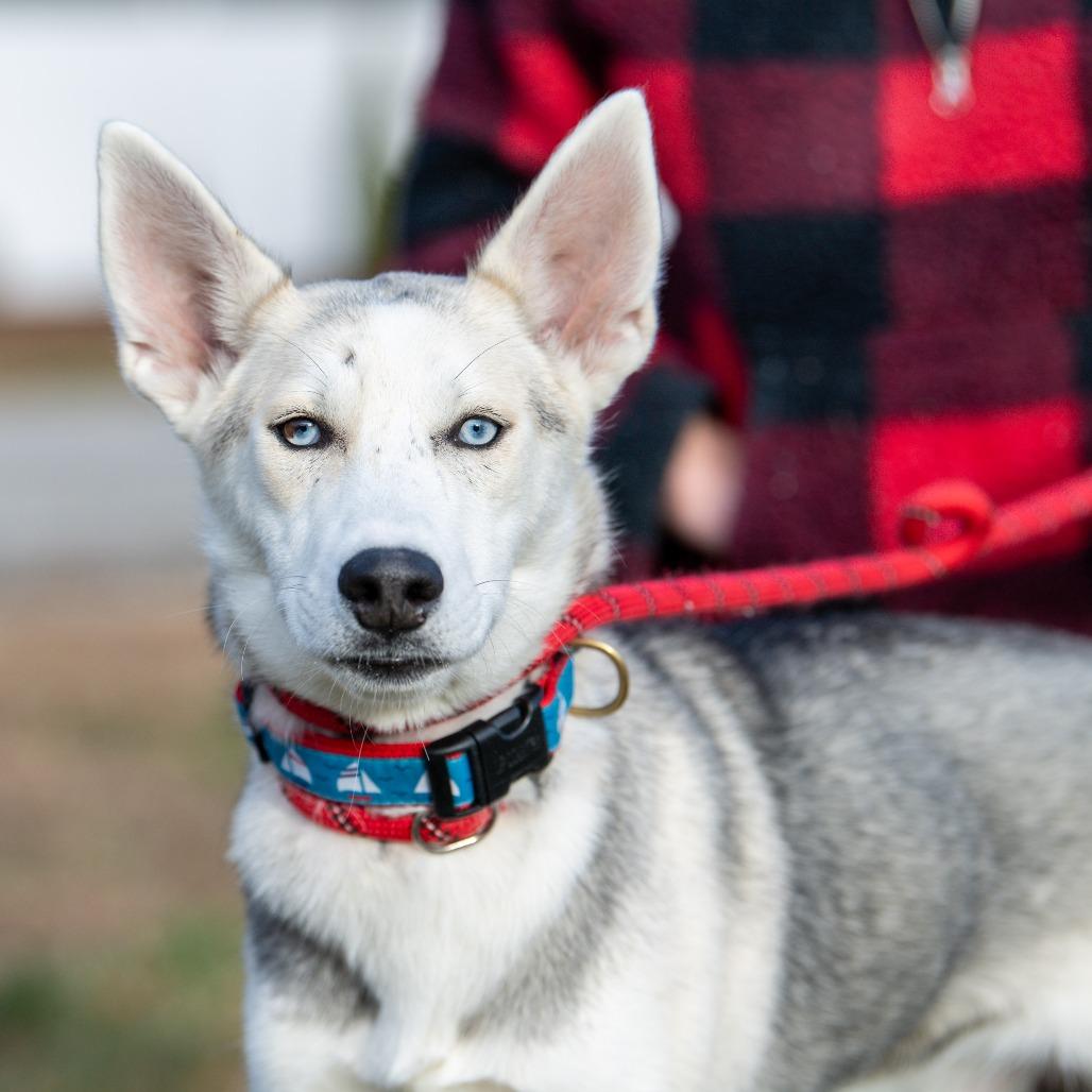 Enlarge Wolfie, a Adoptable mixed breed in Kennebunk, ME image 2/6