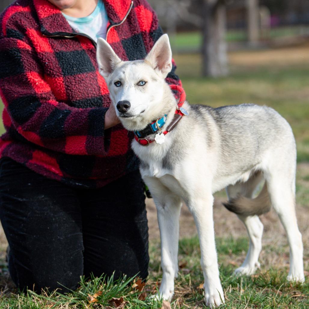 Enlarge Wolfie, a Adoptable mixed breed in Kennebunk, ME image 4/6