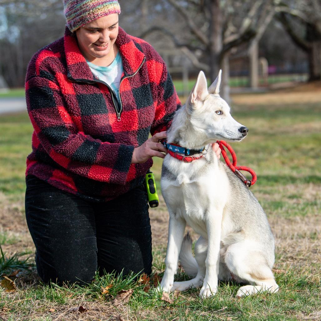 Enlarge Wolfie, a Adoptable mixed breed in Kennebunk, ME image 5/6