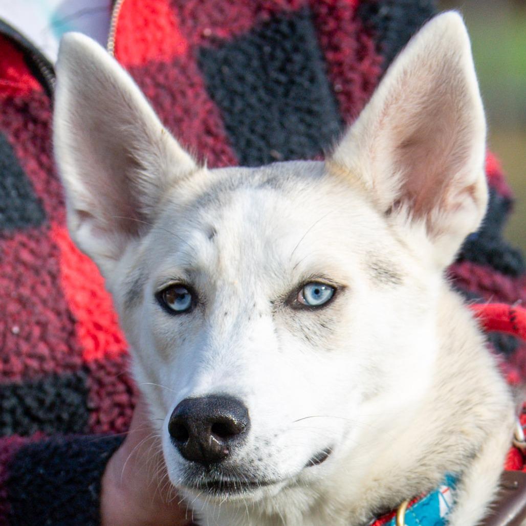 Enlarge Wolfie, a Adoptable mixed breed in Kennebunk, ME image 6/6