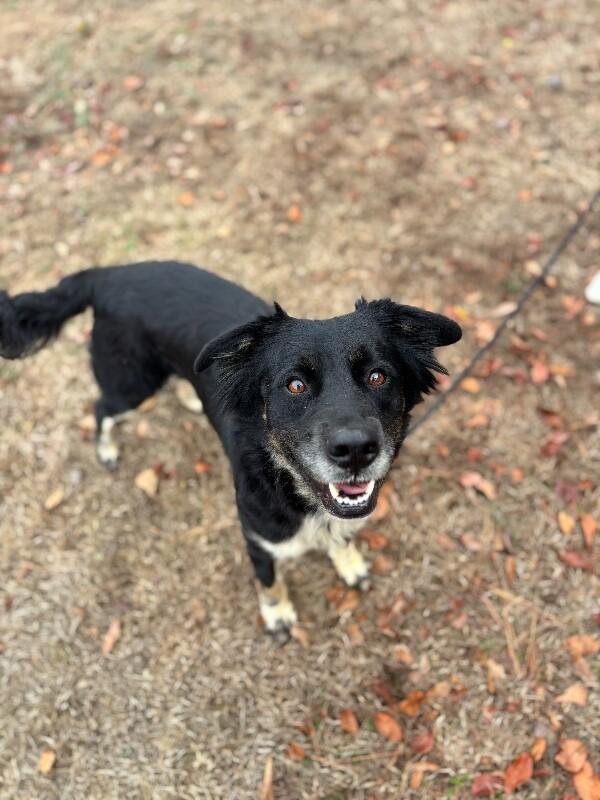 Enlarge Diamond, a Adoptable mixed breed in Berkeley Heights, NJ image 1/6