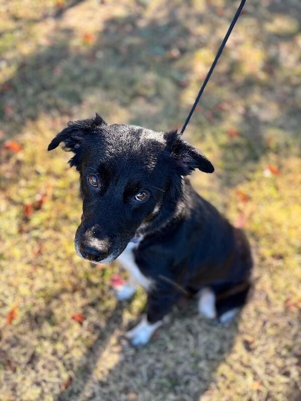Diamond, Adoptable, Adult Female Border Collie & Labrador Retriever.