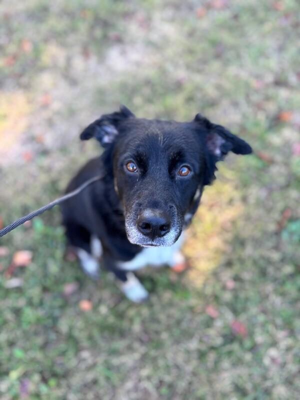 Enlarge Diamond, a Adoptable mixed breed in Berkeley Heights, NJ image 2/6