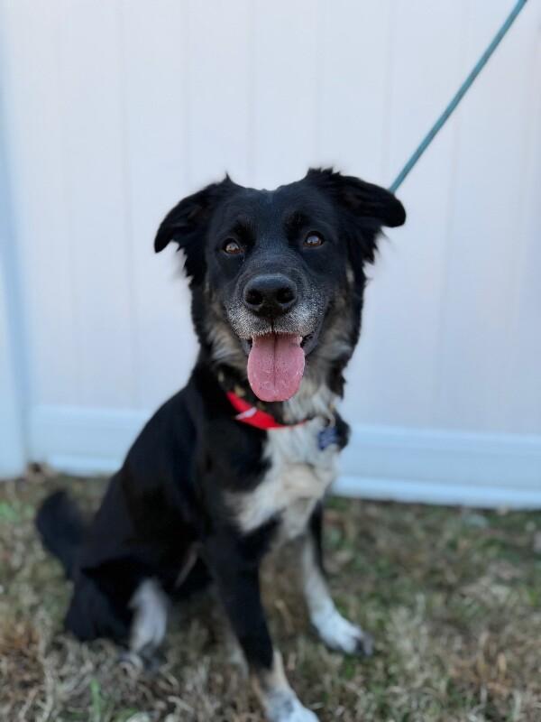 Enlarge Diamond, a Adoptable mixed breed in Berkeley Heights, NJ image 3/6