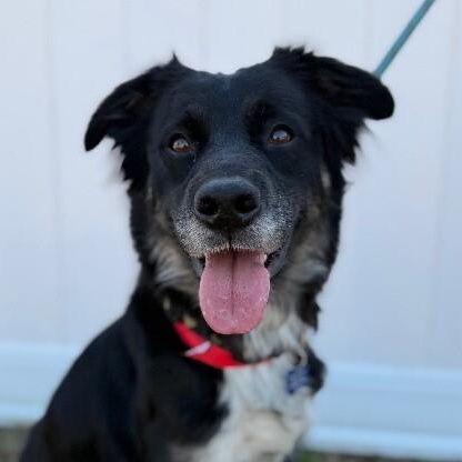 Enlarge Diamond, a Adoptable mixed breed in Berkeley Heights, NJ image 3/6