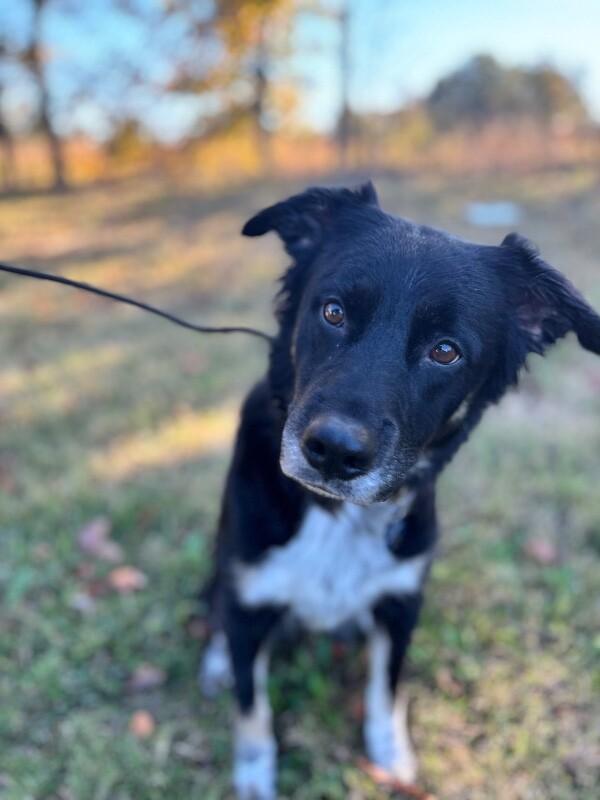 Enlarge Diamond, a Adoptable mixed breed in Berkeley Heights, NJ image 4/6