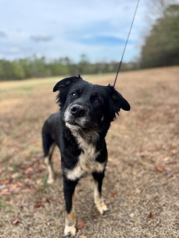 Enlarge Diamond, a Adoptable mixed breed in Berkeley Heights, NJ image 4/6