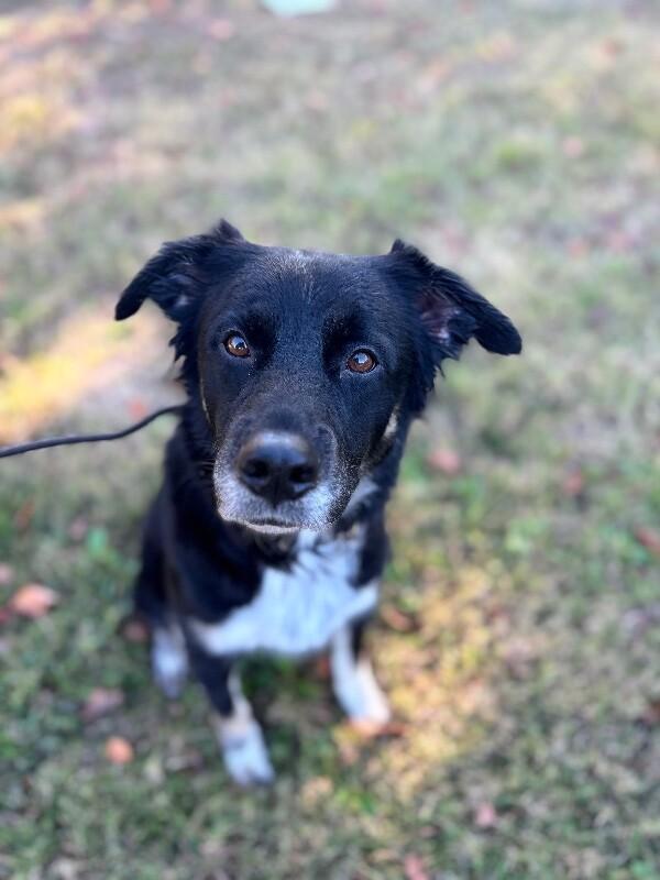 Enlarge Diamond, a Adoptable mixed breed in Berkeley Heights, NJ image 5/6