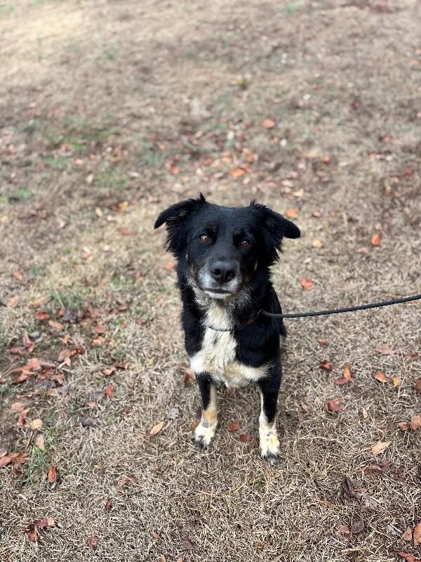 Enlarge Diamond, a Adoptable mixed breed in Berkeley Heights, NJ image 5/6