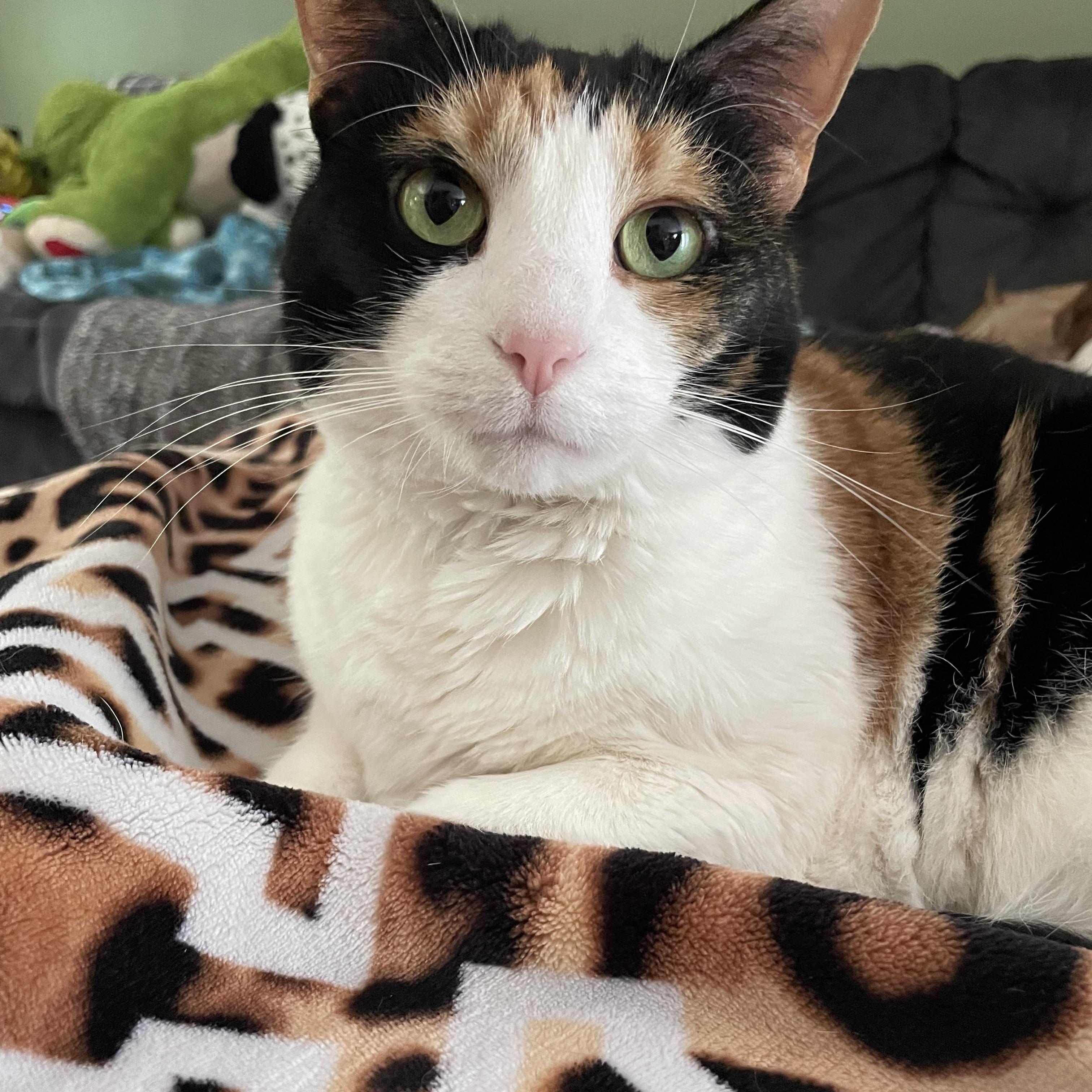 Enlarge Sophie, a ADOPTABLE mixed breed in High View, WV image 1/1