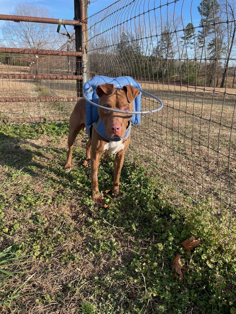 Enlarge Stevie Wonder, a Adoptable mixed breed in Youngsville, NC image 1/5