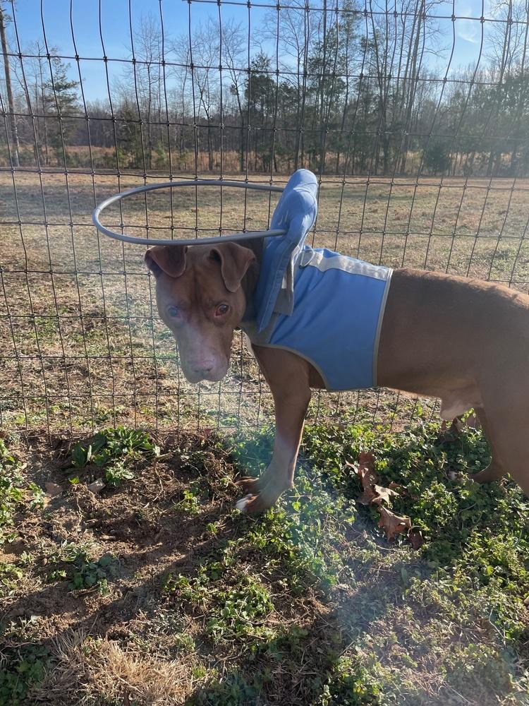 Enlarge Stevie Wonder, a Adoptable mixed breed in Youngsville, NC image 2/5