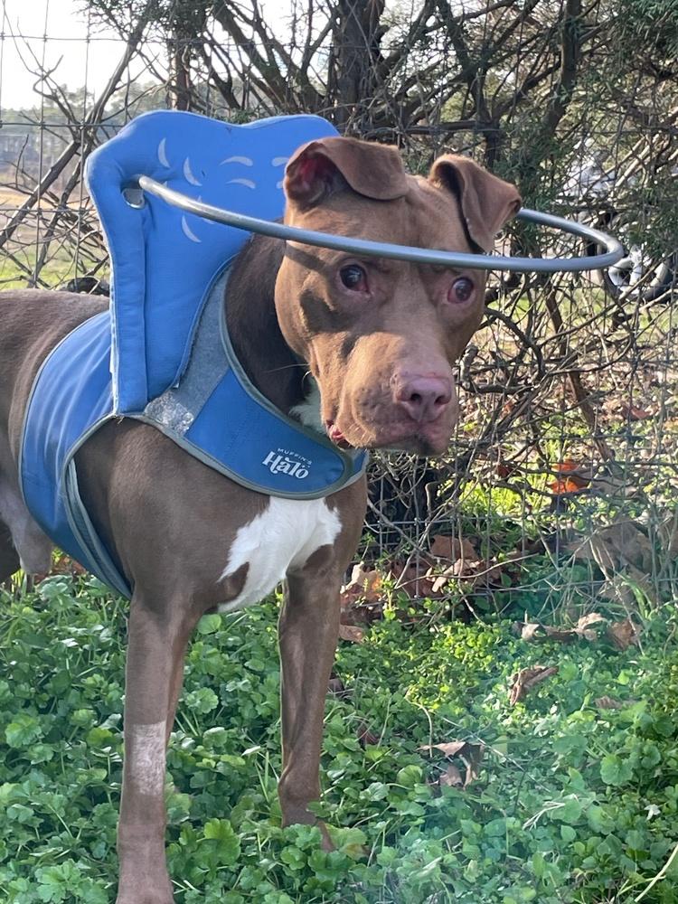 Enlarge Stevie Wonder, a Adoptable mixed breed in Youngsville, NC image 4/5