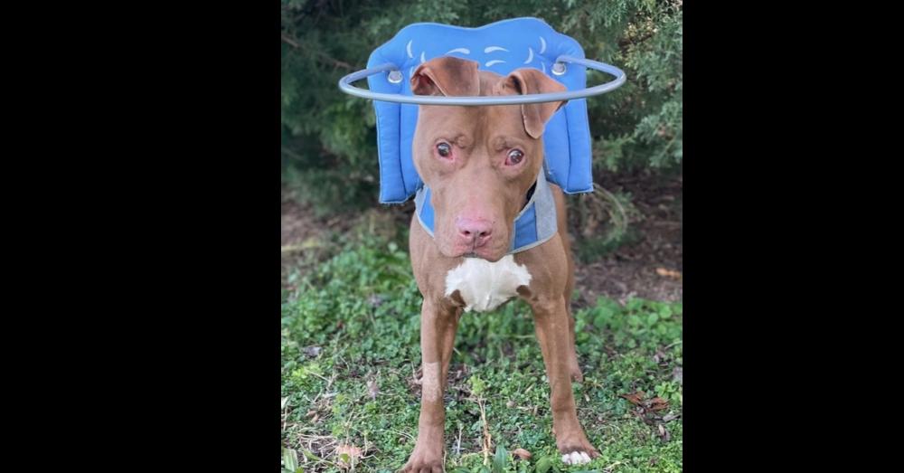 Enlarge Stevie Wonder, a Adoptable mixed breed in Youngsville, NC image 5/5