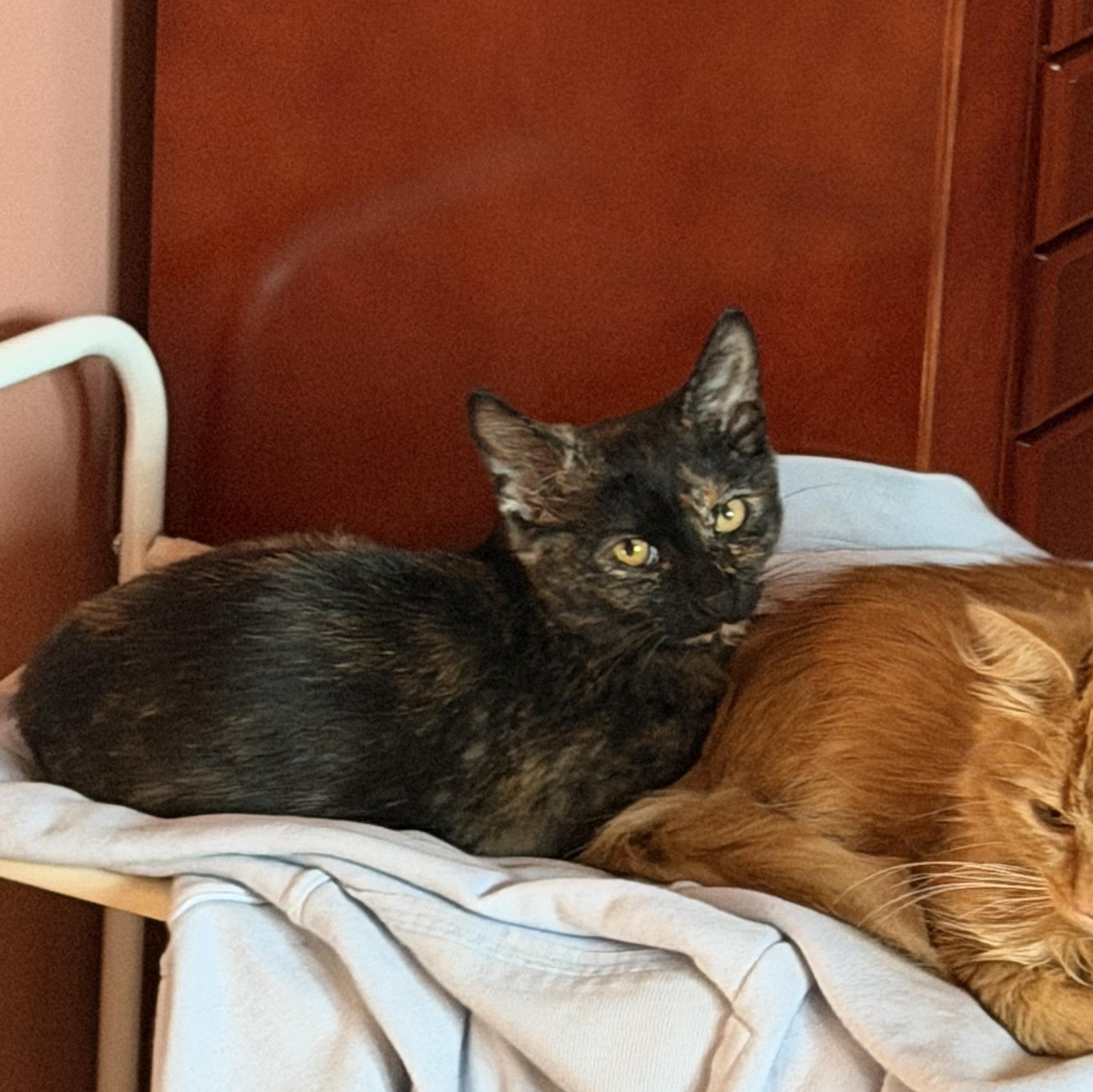 Mavis, an adopted Domestic Short Hair in Milwaukee, WI image 5/6