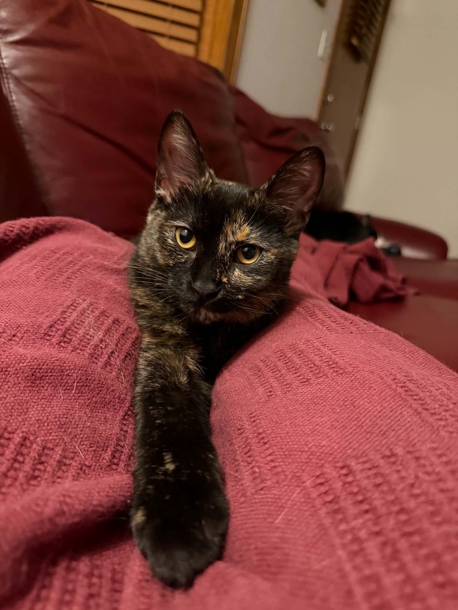 Mavis, an adopted Domestic Short Hair in Milwaukee, WI image 2/6