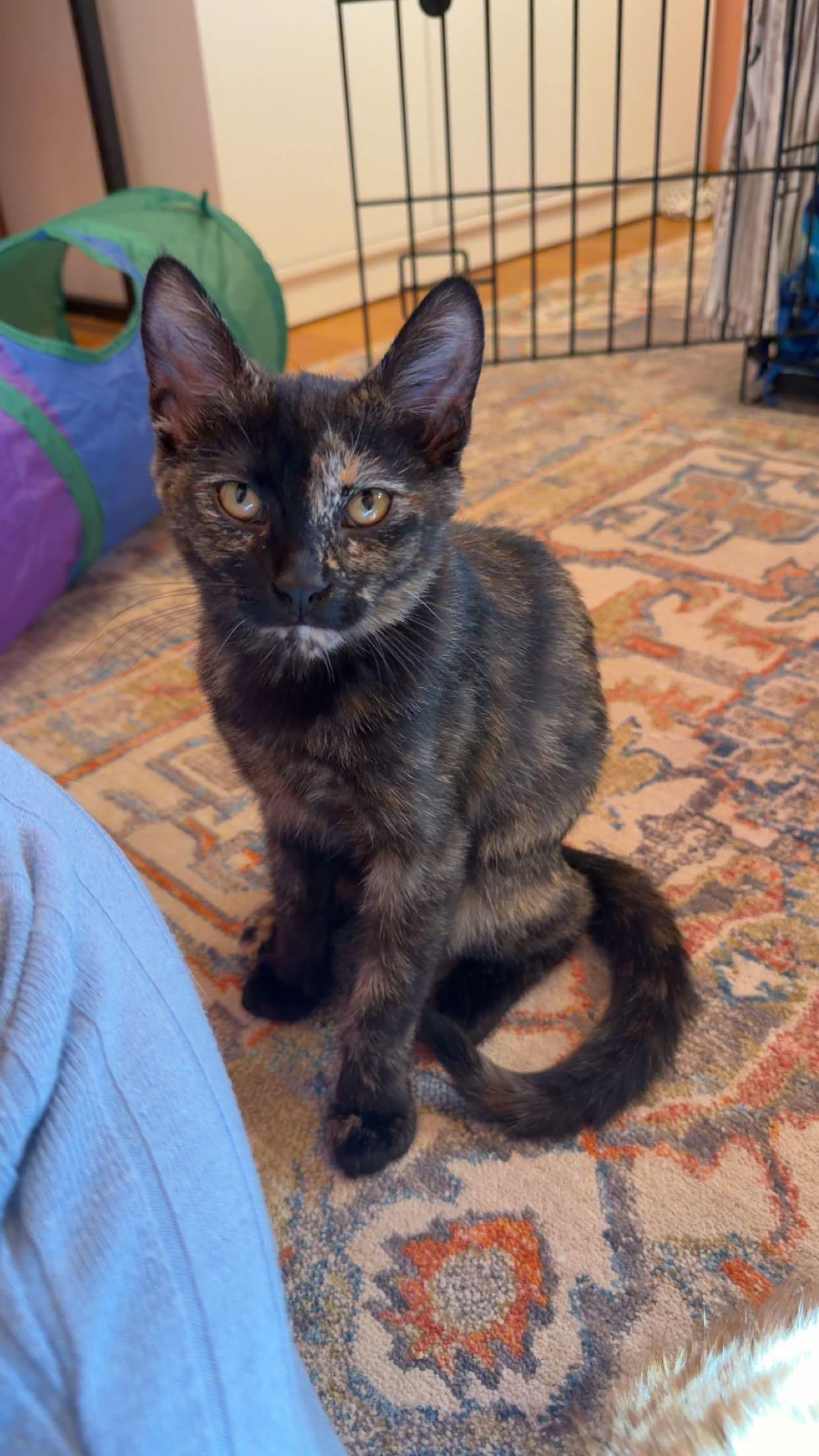 Mavis, an adopted Domestic Short Hair in Milwaukee, WI image 4/6