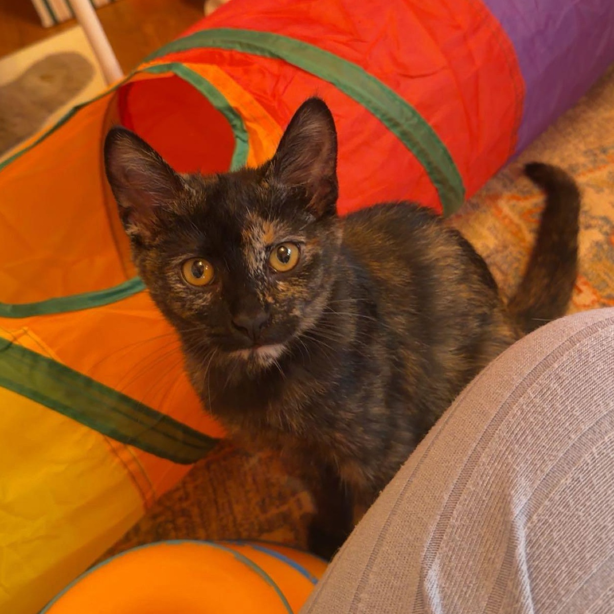 Mavis, an adopted Domestic Short Hair in Milwaukee, WI image 1/6