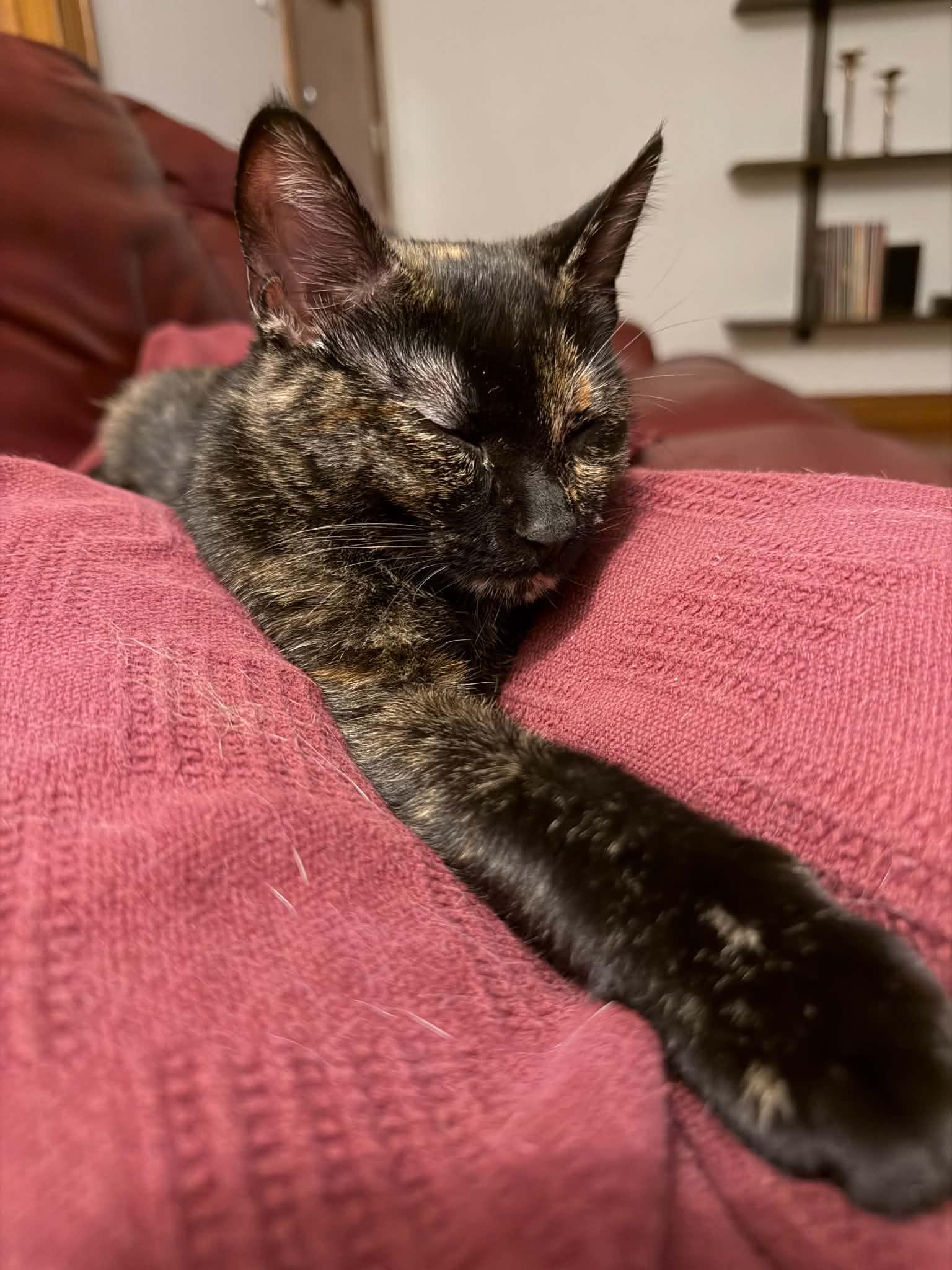 Mavis, an adopted Domestic Short Hair in Milwaukee, WI image 6/6