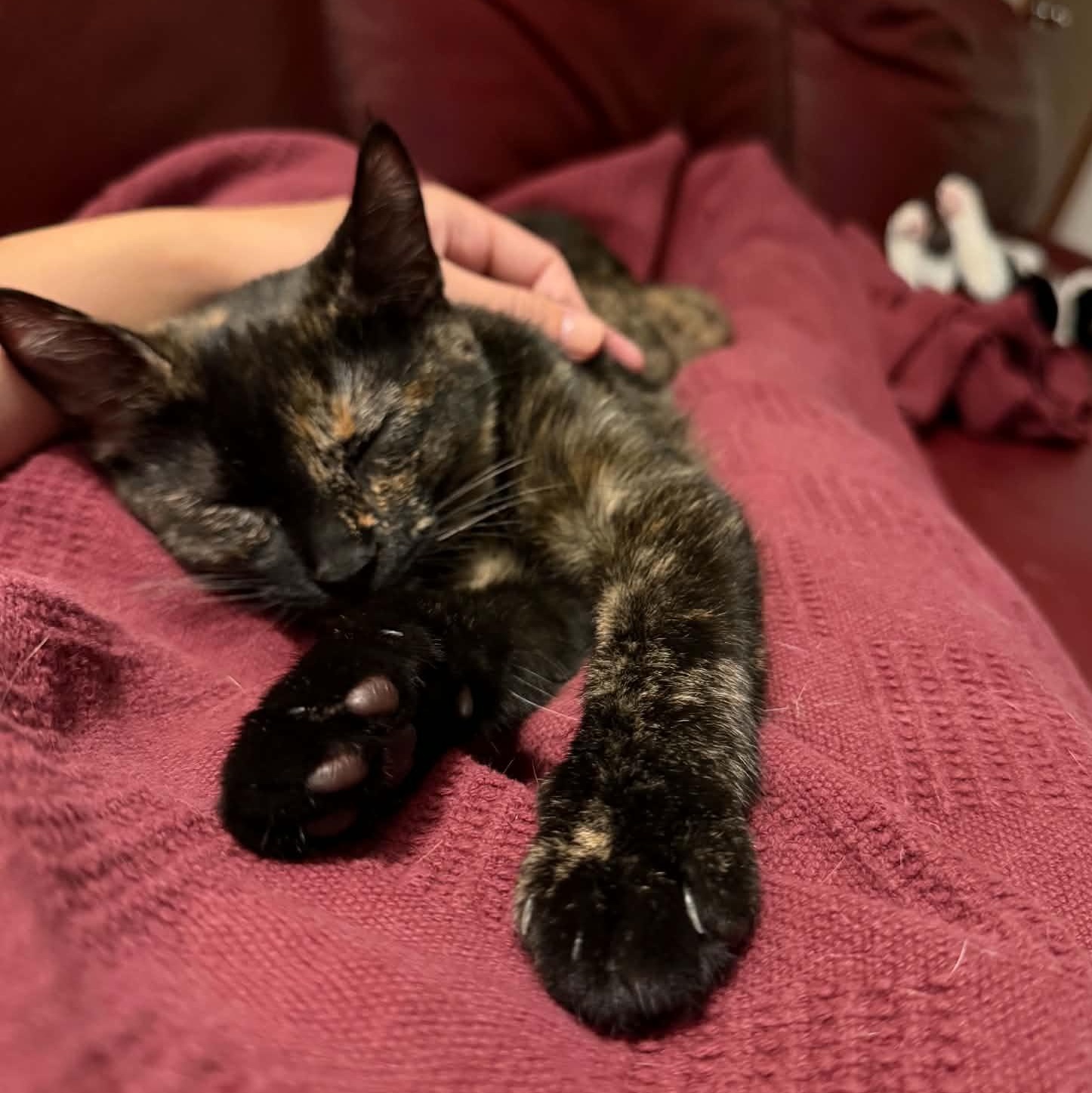 Mavis, an adopted Domestic Short Hair in Milwaukee, WI image 3/6