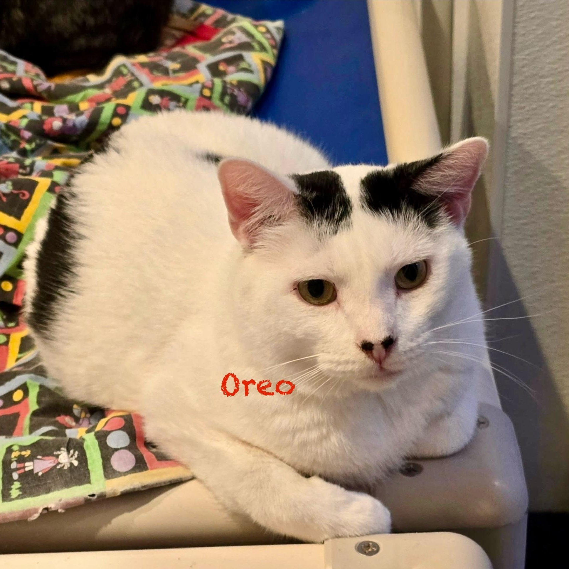Enlarge Oreo V, a Adoptable Domestic Short Hair in Palatine, IL image 1/6